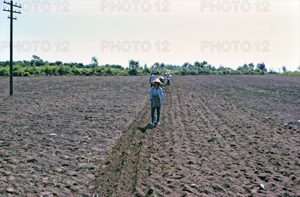 Traditional farm workers / laborers in a field in the Taiwan countryside ca. 1973