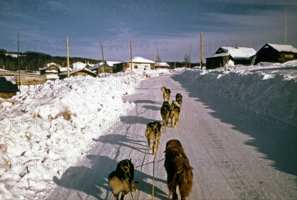 Dog sled team during iditorad ca. March 1974