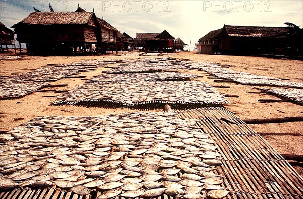 Drying racks filled with fish in a native village in Indonesia