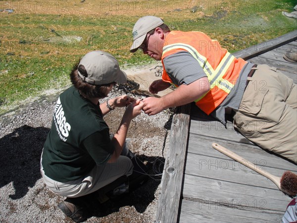 USGS scientists installing a temperature sensor under a public boardwalk in Norris Geyser Basin, Yellowstone National Park ca. June 2010