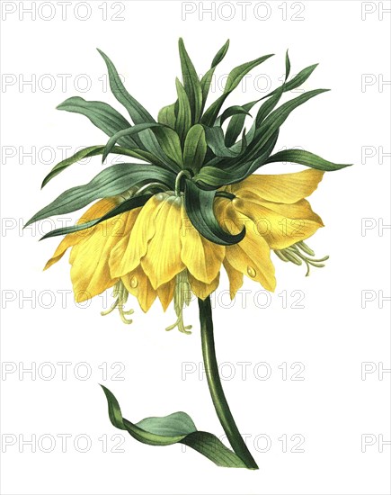 Fritillaria imperialis