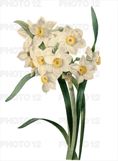 Narcissus tazetta