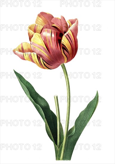 Tulip