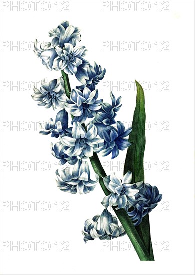 Hyacinthus orientalis