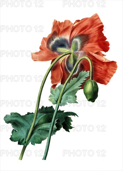 Papaver somniferum