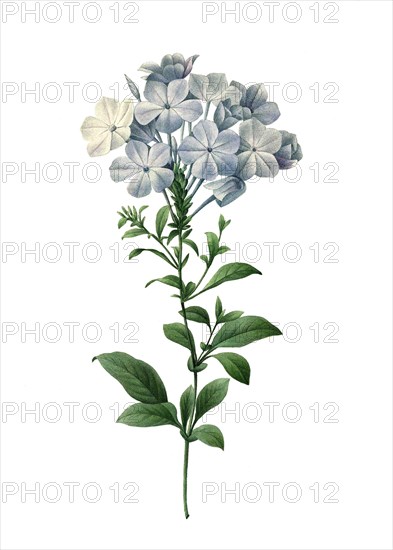 Plumbago europaea