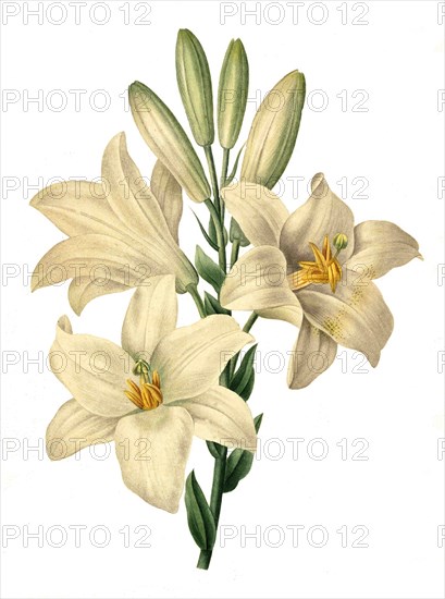 Lilium candidum