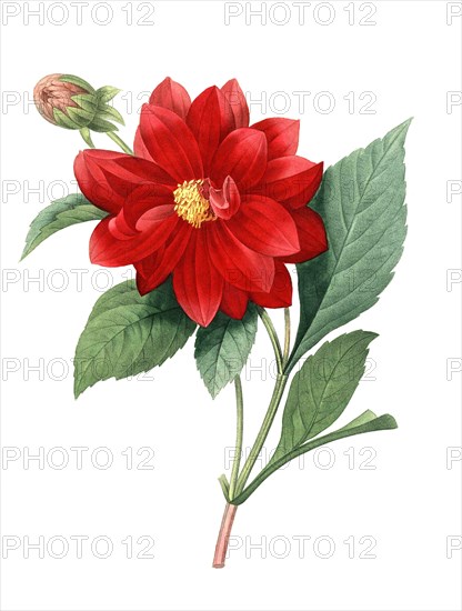 Dahlia flower