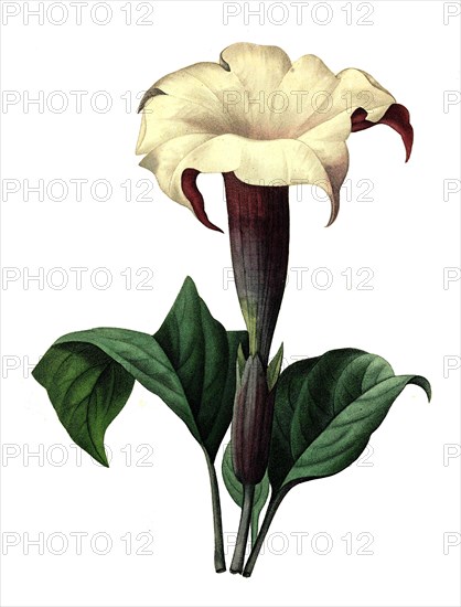 Datura stramonium