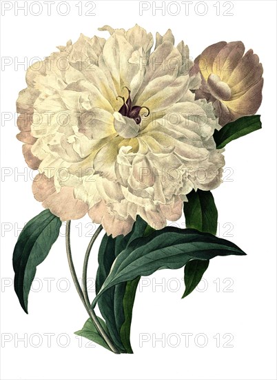 white Peony