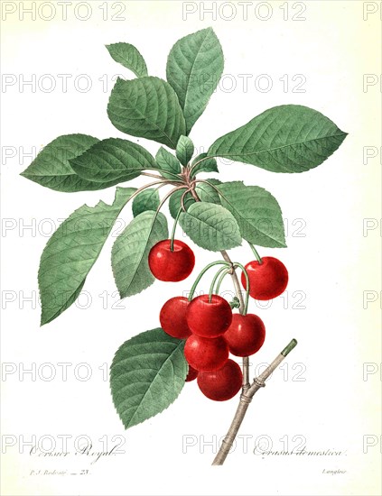 Prunus cerasus