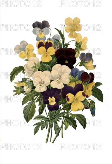 garden pansy