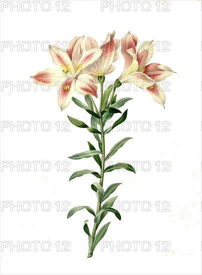 Alstroemeria pelegrina