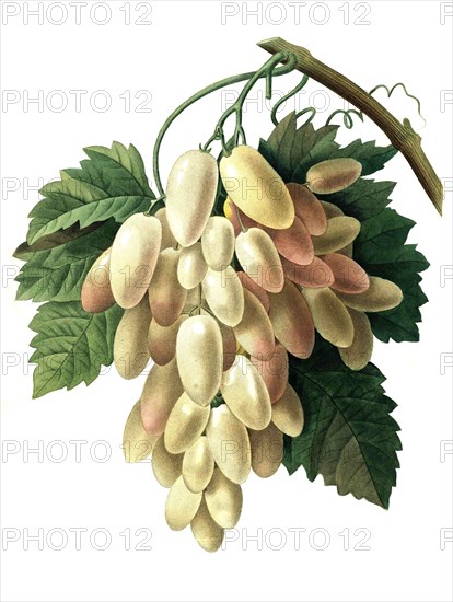 white grapes