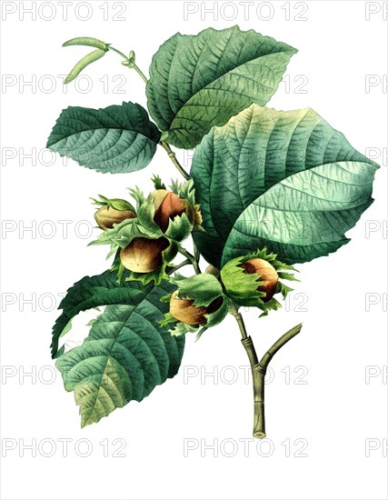 Corylus maxima