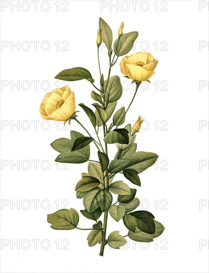 Yellow Mallow flowers