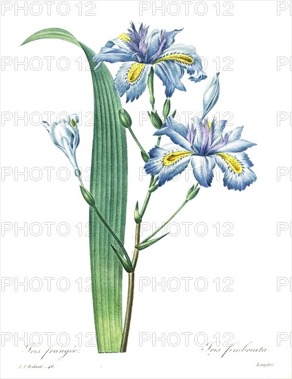 Iris versicolor