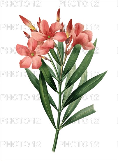 Nerium oleander