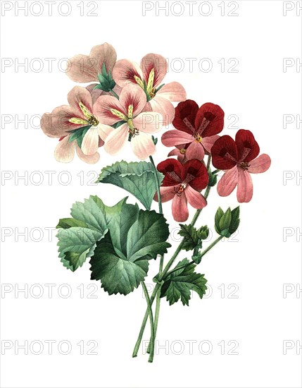 Pelargonium