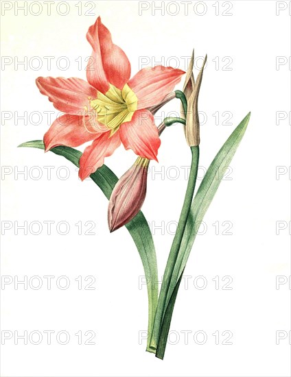 Amaryllis belladonna