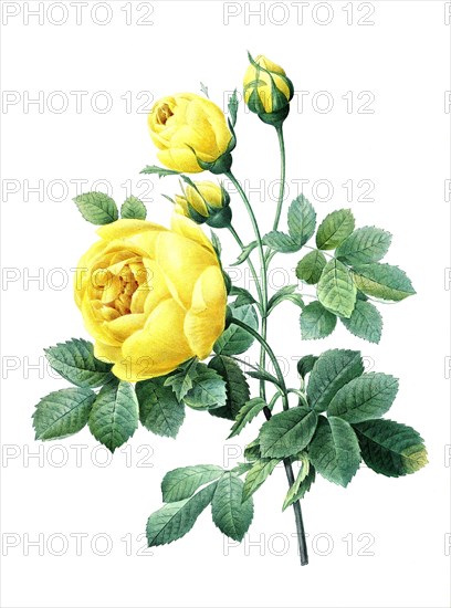 yellow blossoms of the Rose