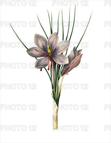 Crocus sativus