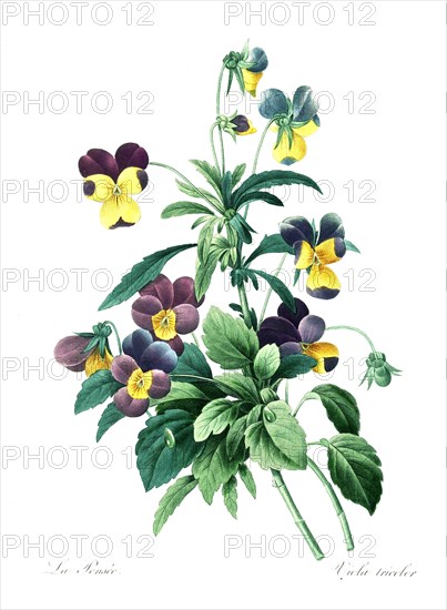 Viola tricolor