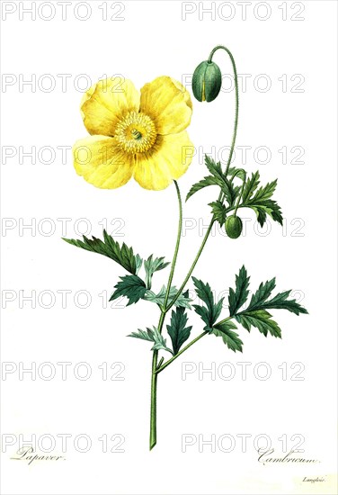 Papaver cambricum