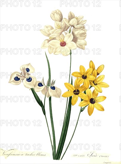 Ixia is a genus of cormous plants native to South Africa from the family Iridaceae