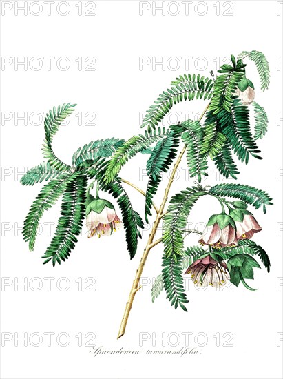 spaendonicea tamavandifolia