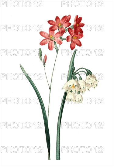 Ixia a fleurs de Phlox