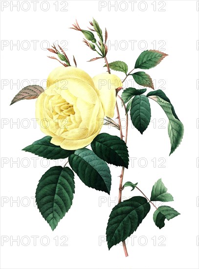 Rose Rosa indica fragrans