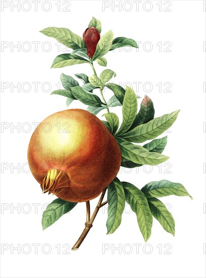 pomegranate