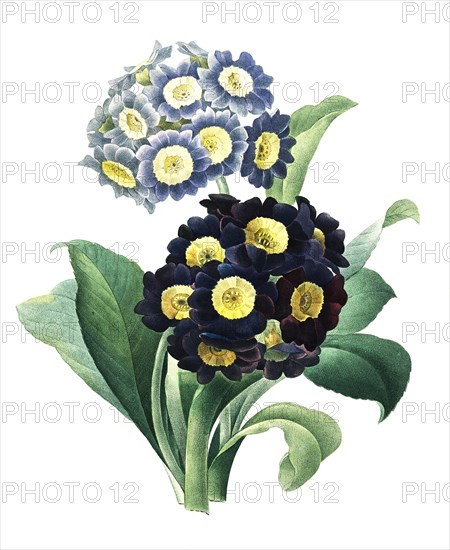 Primula auricula