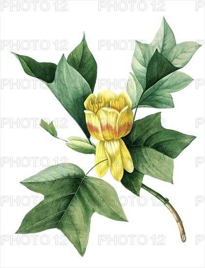 Liriodendron tulipifera