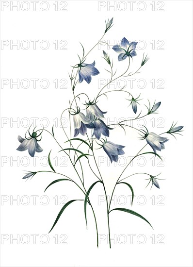 Campanula patula or spreading bellflower