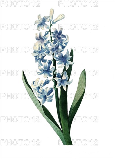 Hyacinthus orientalis