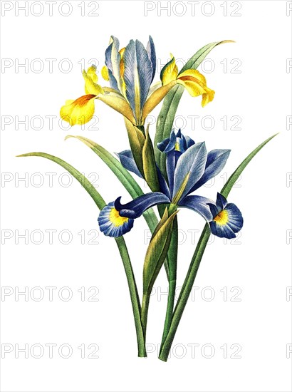 Iris xiphium