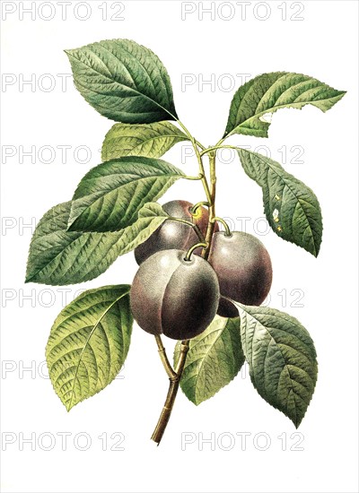 Prunus domestica