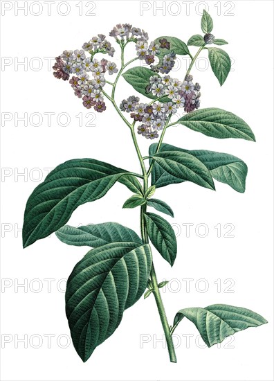 Heliotropium arborescens