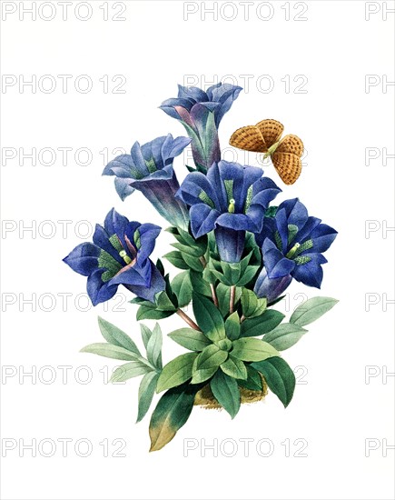 Gentiana acaulis