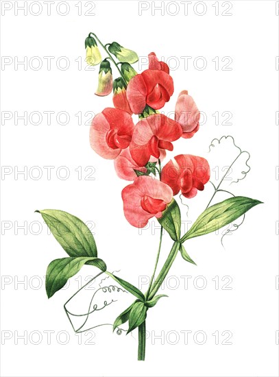 Lathyrus latifolius