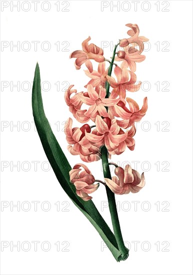 Hyacinthus orientalis