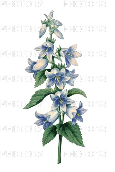 Campanula collina