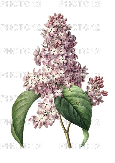 Syringa vulgaris