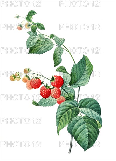 Rubus idaeus