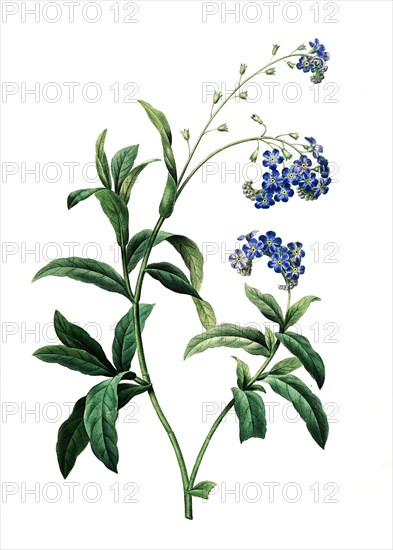 Myosotis sylvatica