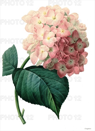 bigleaf hydrangea