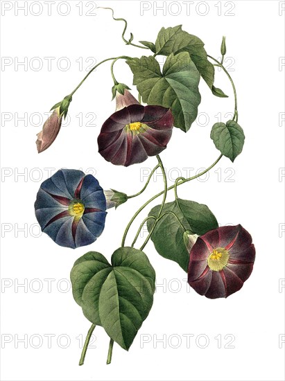 Convolvulus arvensis