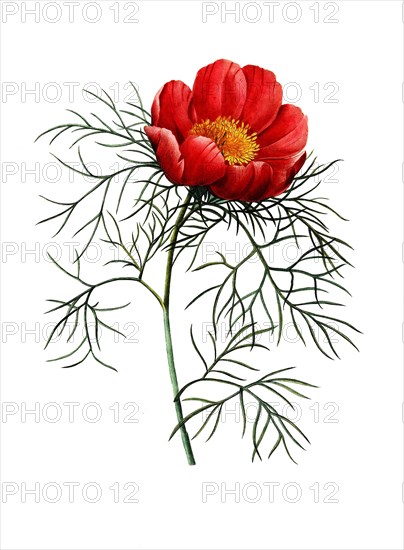 red Peony